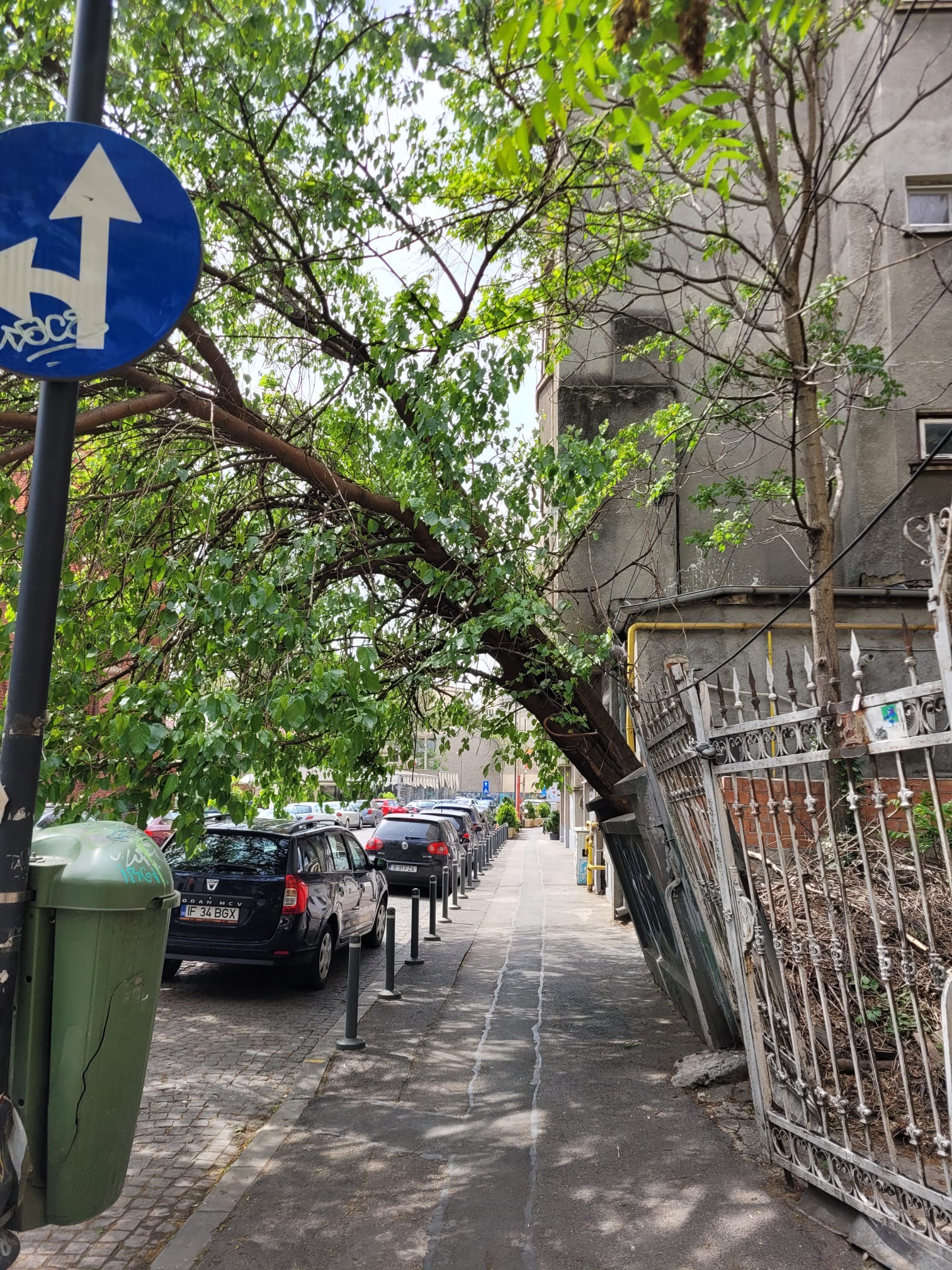 “M-am dus, m-am dus să tai un copac”…extrem de periculos